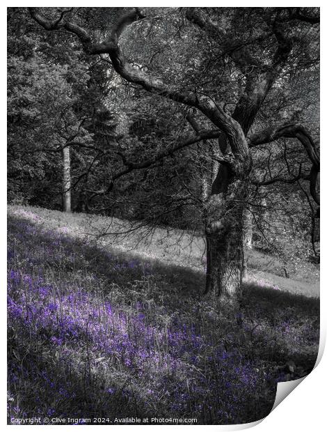 Spring sunlight on a carpet of bluebells Print by Clive Ingram
