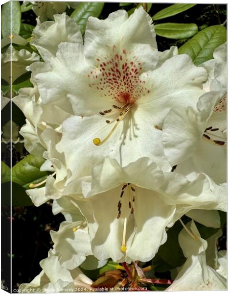Rhododendron Flowers Canvas Print by Sheila Ramsey