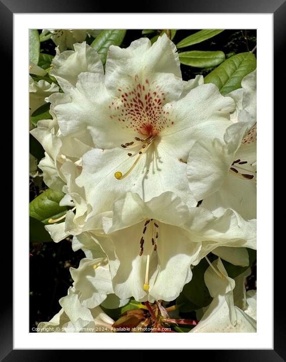 Rhododendron Flowers Framed Mounted Print by Sheila Ramsey