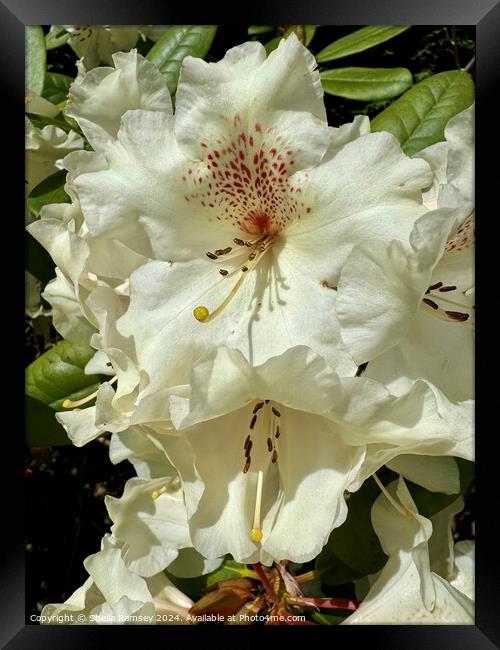 Rhododendron Flowers Framed Print by Sheila Ramsey