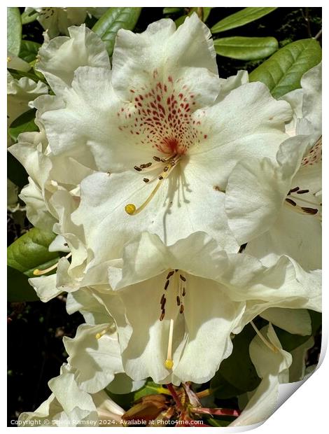 Rhododendron Flowers Print by Sheila Ramsey