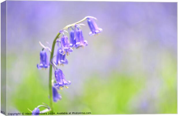 Bluebell Flower Canvas Print by Alison Chambers