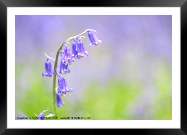 Bluebell Flower Framed Mounted Print by Alison Chambers