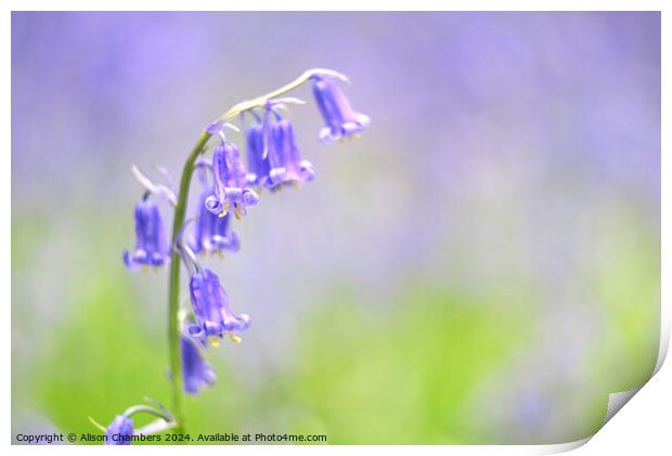 Bluebell Flower Print by Alison Chambers