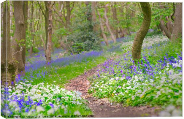 Wild Garlic and Bluebell Wood Canvas Print by Alison Chambers
