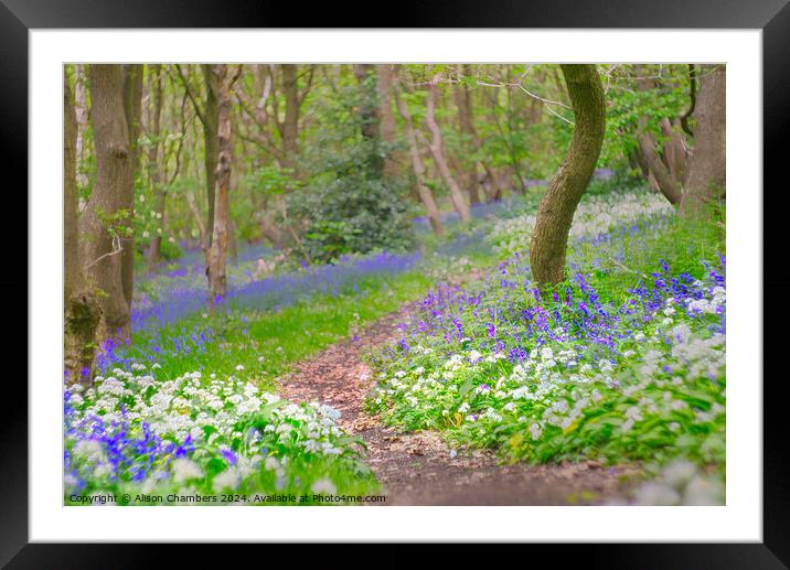 Wild Garlic and Bluebell Wood Framed Mounted Print by Alison Chambers