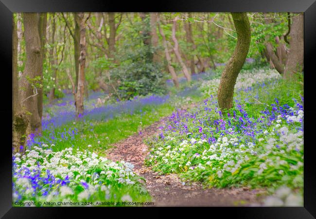 Wild Garlic and Bluebell Wood Framed Print by Alison Chambers