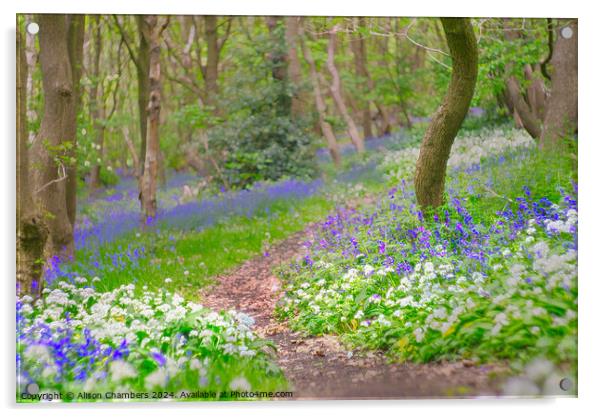 Wild Garlic and Bluebell Wood Acrylic by Alison Chambers