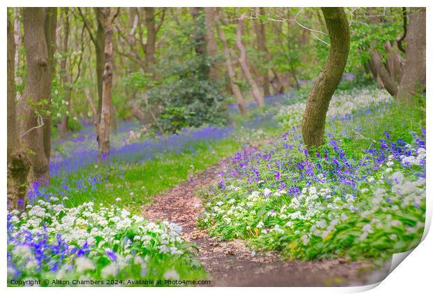 Wild Garlic and Bluebell Wood Print by Alison Chambers