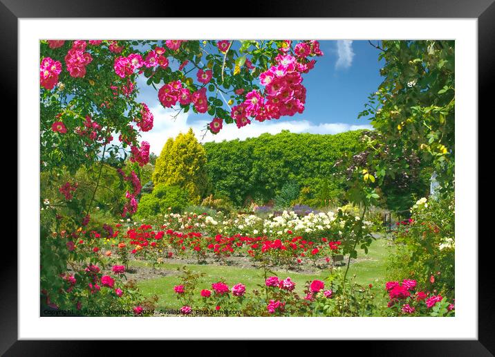 English Rose Garden  Framed Mounted Print by Alison Chambers