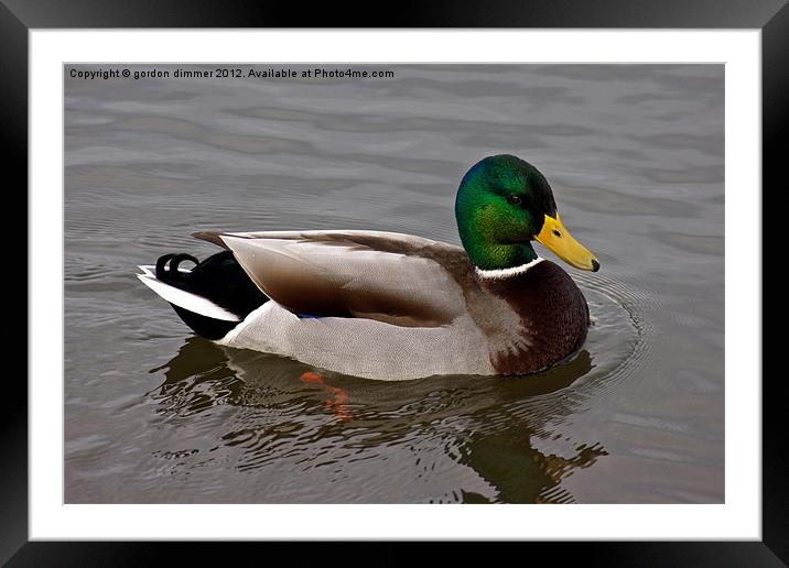 Mallard Duck Framed Mounted Print by Gordon Dimmer