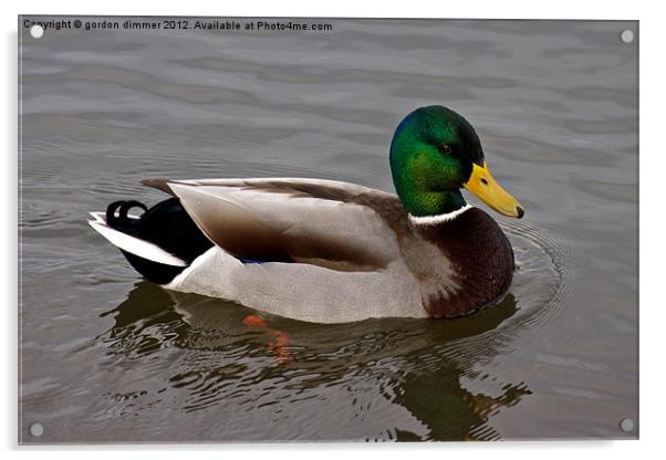 Mallard Duck Acrylic by Gordon Dimmer