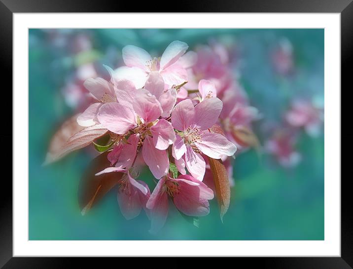  Spring  Sukura Cherry Blossoms flower Framed Mounted Print by Elaine Manley