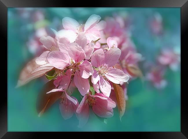  Spring  Sukura Cherry Blossoms flower Framed Print by Elaine Manley