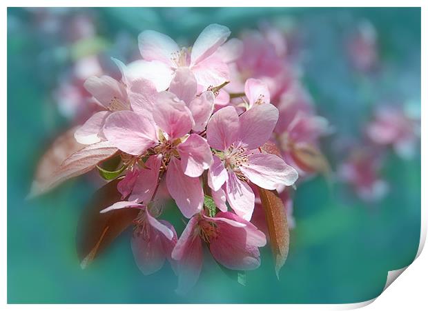  Spring  Sukura Cherry Blossoms flower Print by Elaine Manley