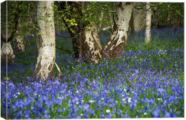 Bluebells in woodland 1083 Canvas Print by PHILIP CHALK