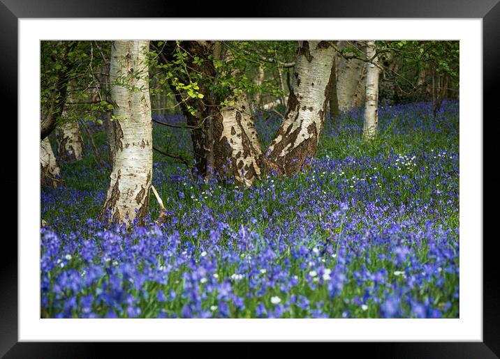 Bluebells in woodland 1083 Framed Mounted Print by PHILIP CHALK
