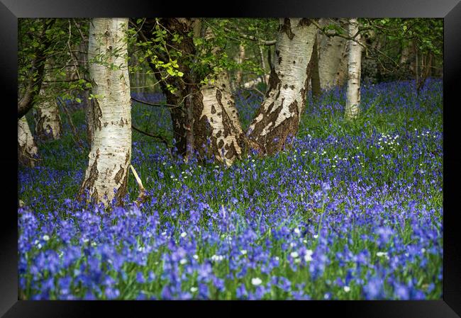 Bluebells in woodland 1083 Framed Print by PHILIP CHALK