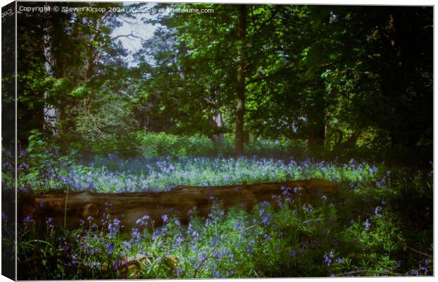 Bluebell dreams  Canvas Print by Steven Kirsop