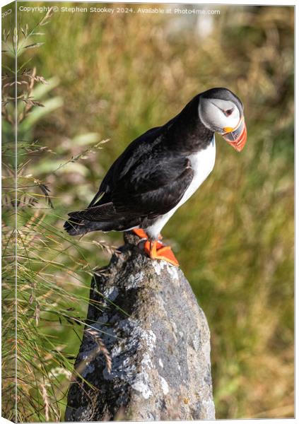 Puffin Perch Canvas Print by Stephen Stookey