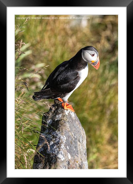 Puffin Perch Framed Mounted Print by Stephen Stookey