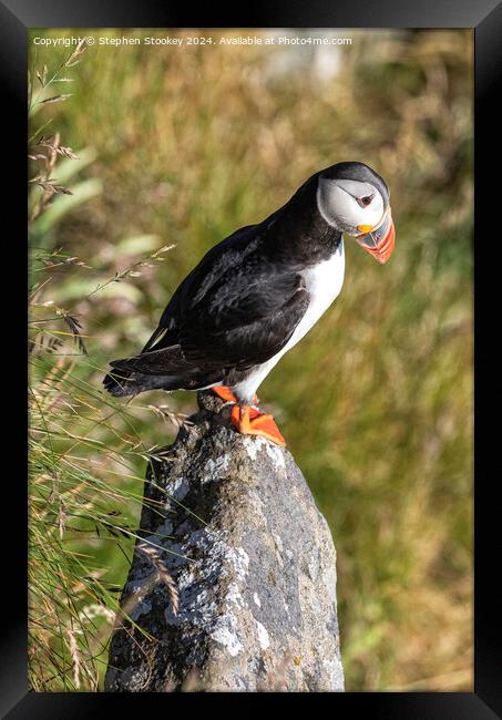 Puffin Perch Framed Print by Stephen Stookey