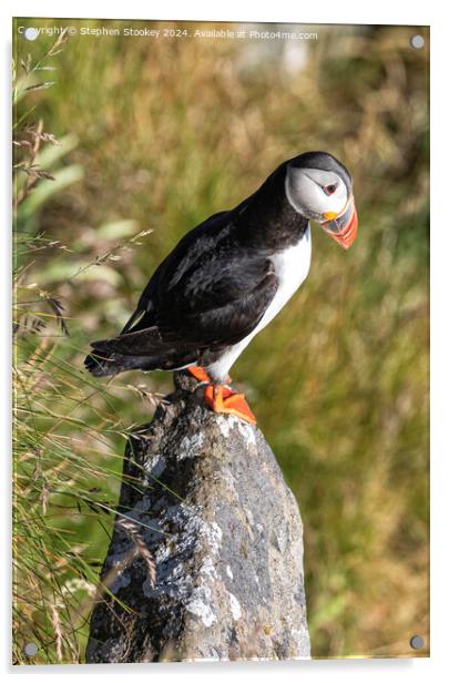 Puffin Perch Acrylic by Stephen Stookey