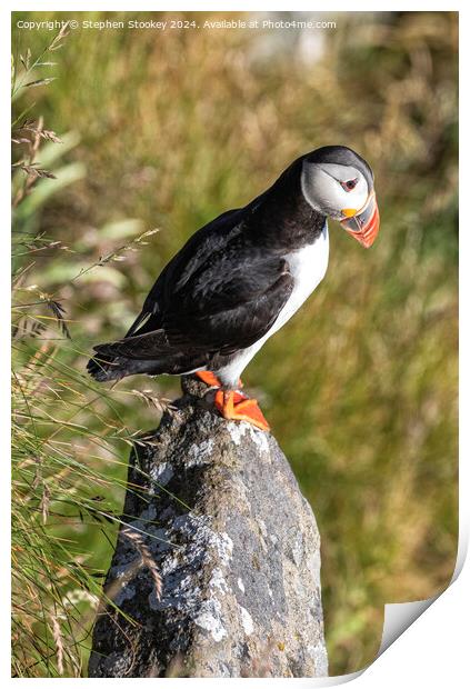 Puffin Perch Print by Stephen Stookey