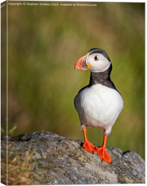 Puffin Profile - No.1 Canvas Print by Stephen Stookey