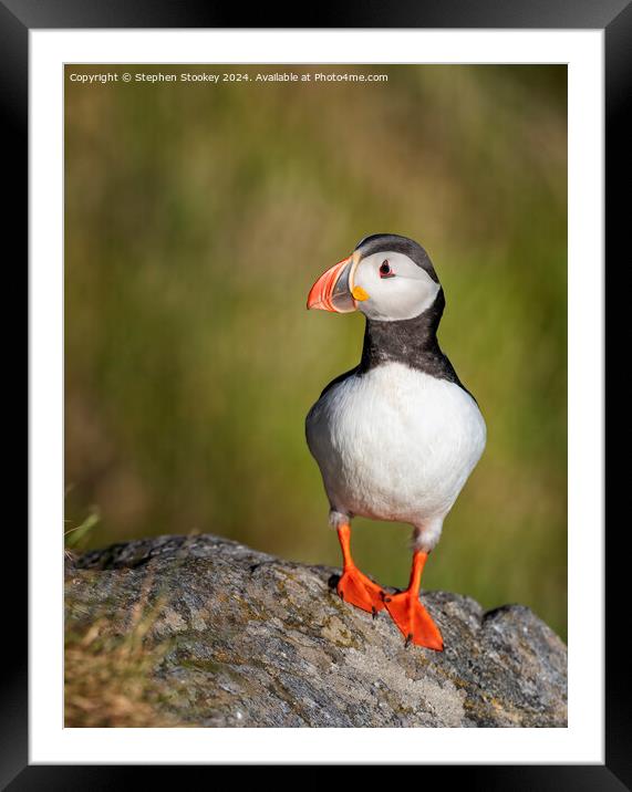 Puffin Profile - No.1 Framed Mounted Print by Stephen Stookey
