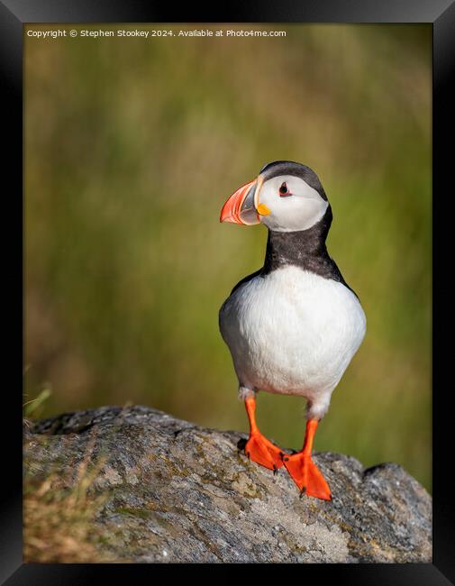 Puffin Profile - No.1 Framed Print by Stephen Stookey