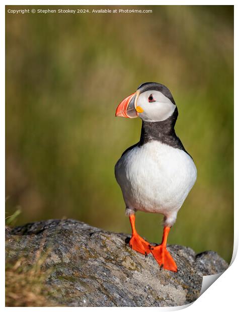 Puffin Profile - No.1 Print by Stephen Stookey