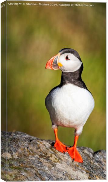 Puffin Profile - No.2 Canvas Print by Stephen Stookey