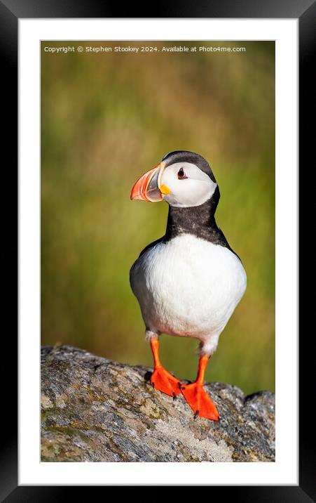 Puffin Profile - No.2 Framed Mounted Print by Stephen Stookey