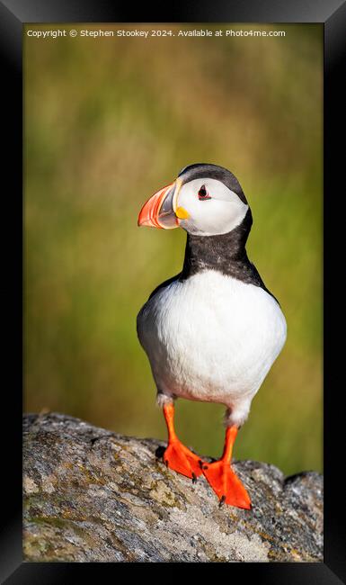 Puffin Profile - No.2 Framed Print by Stephen Stookey
