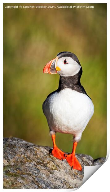 Puffin Profile - No.2 Print by Stephen Stookey