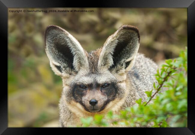 Whispers of the Night: Bat-Eared Fox Framed Print by rawshutterbug 