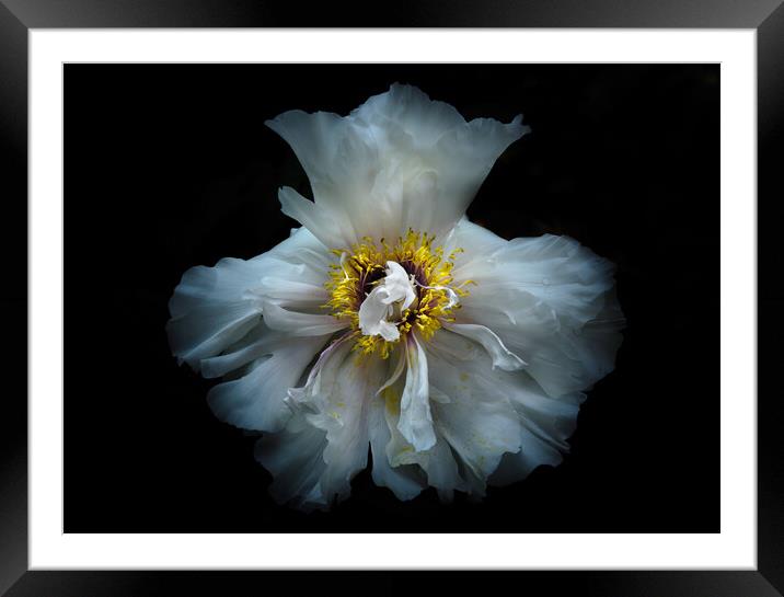 Backyard Flowers 49 Color Version Framed Mounted Print by Brian Carson