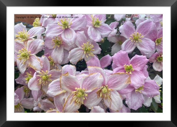 Clematis Framed Mounted Print by Jim Jones