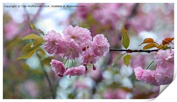 Japanese flowering cherry  Print by Tom McPherson