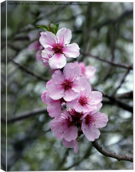 Japanese Flowering Cherry  Canvas Print by Tom McPherson