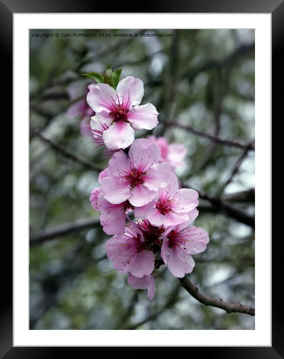 Japanese Flowering Cherry  Framed Mounted Print by Tom McPherson
