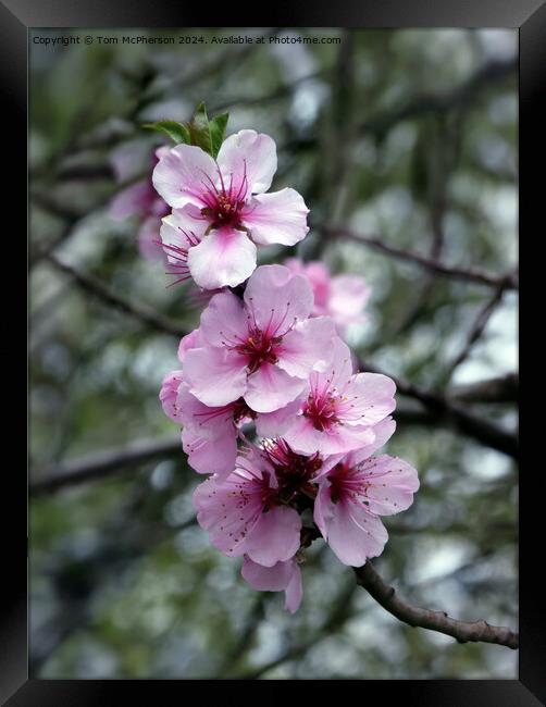 Japanese Flowering Cherry  Framed Print by Tom McPherson