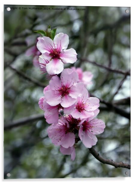 Japanese Flowering Cherry  Acrylic by Tom McPherson