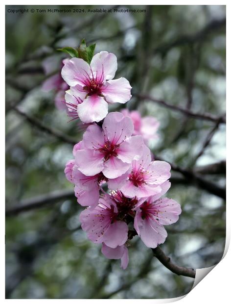 Japanese Flowering Cherry  Print by Tom McPherson