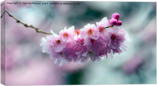 Japanese flowering cherry  Canvas Print by Tom McPherson