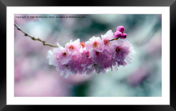 Japanese flowering cherry  Framed Mounted Print by Tom McPherson