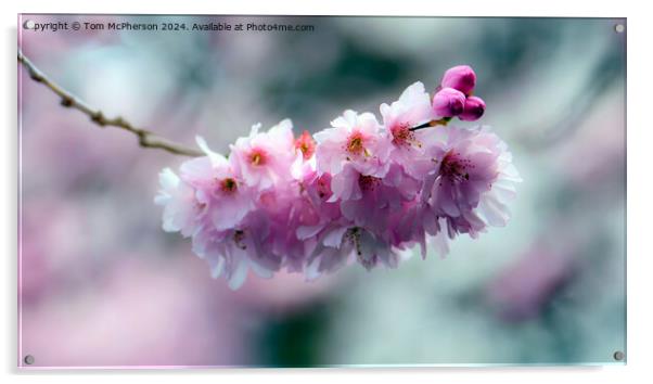 Japanese flowering cherry  Acrylic by Tom McPherson