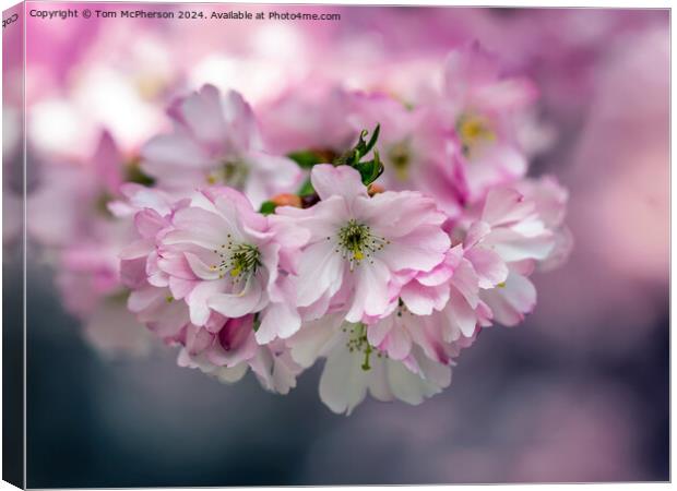 Japanese flowering cherry  Canvas Print by Tom McPherson