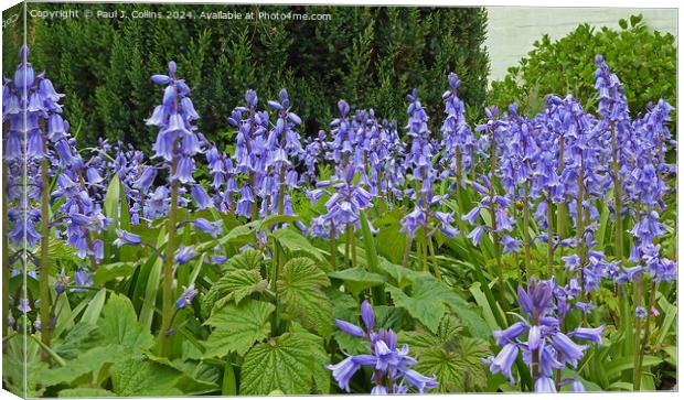 Spanish Bluebells In Springtime Canvas Print by Paul J. Collins